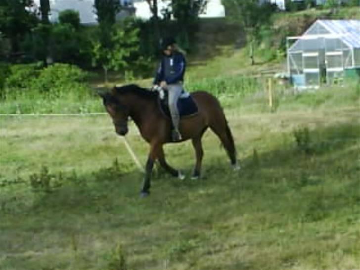 DSP Bæklunds Lorenzo solgt - hjemme på marken billede 17