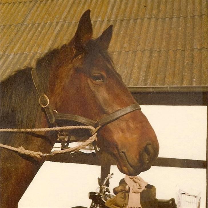 Anden særlig race Karina R.I.P. - Karina billede 4