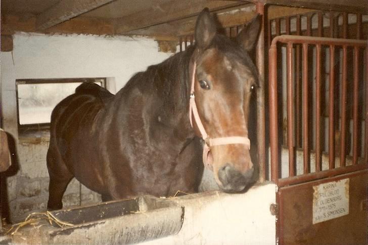 Anden særlig race Karina R.I.P. - Karina billede 6