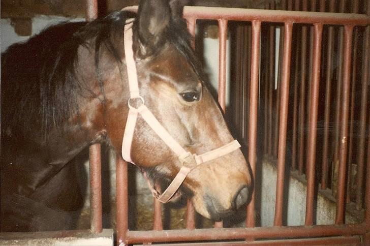 Anden særlig race Karina R.I.P. - Karina billede 7