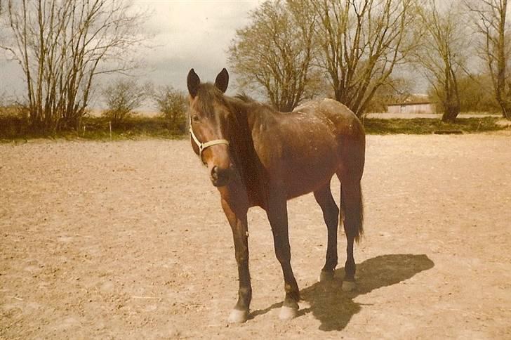 Anden særlig race Karina R.I.P. - Hej billede 8