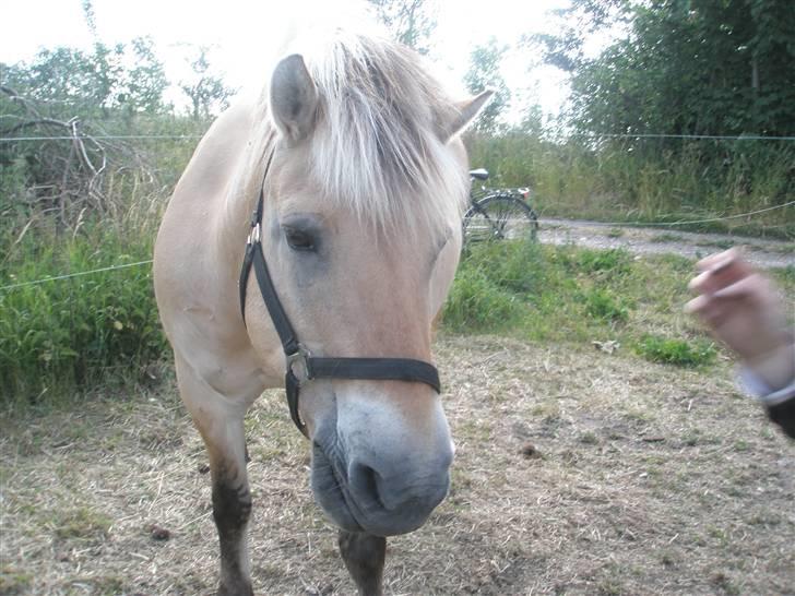 Fjordhest Domina - "Er det en godbid du har der ?!" billede 15
