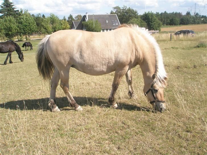Fjordhest Domina - Hvor er hun altså bare min dejlige runde pony d:  billede 19