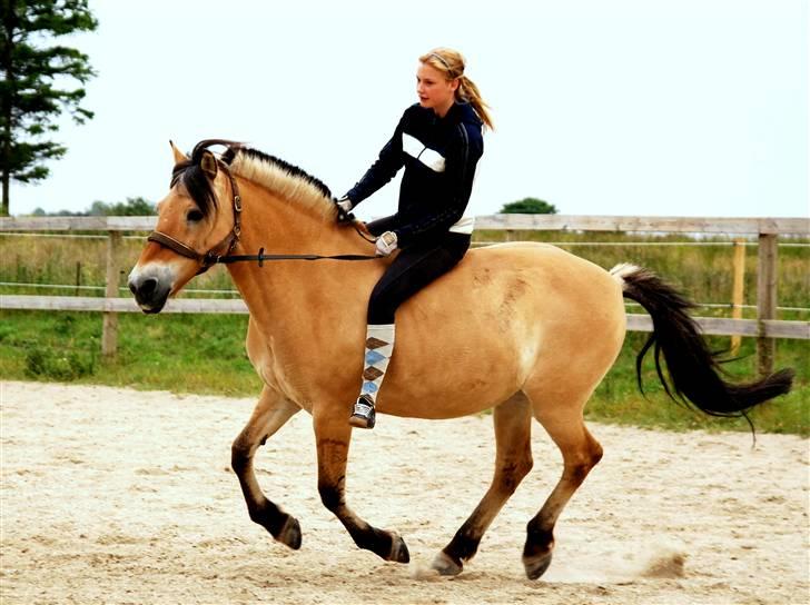 Fjordhest  Grand Stand Mosa - Første gang uden bid på min elskede pony :) Hun var så dygtig, og har ikke haft bid på siden. billede 12