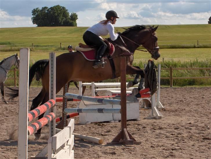 Fuldblod (XX) Schelhase'S Loke - Træning d. 17-06-08 (: billede 17