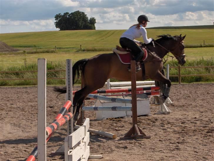 Fuldblod (XX) Schelhase'S Loke - Træning d. 17-06-08 (: billede 18