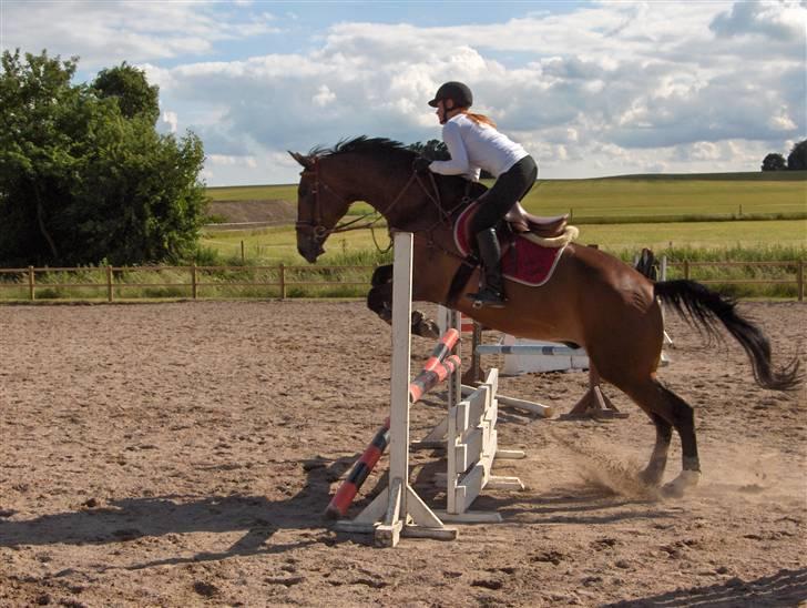 Fuldblod (XX) Schelhase'S Loke - Træning d. 17-06-08 (: billede 19