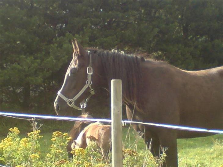 {{currentPhoto.altText}} billede {{currentPhoto.number}}