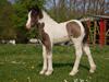 Irish Cob Bundolo's Indira [Himmelhest]