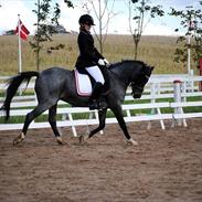 New Forest / Araber Amadeus Slogt:'(