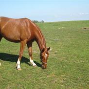 Dansk Varmblod Don Diago DV722