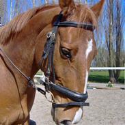 Anden særlig race Cess