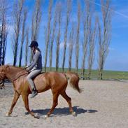 Anden særlig race Cess