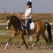 DSP Rønnely's Mango