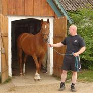 Dansk Varmblod Don Diago DV722