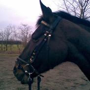 Anden særlig race Cille