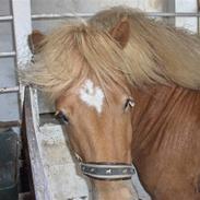 Islænder klarlar fra lipo