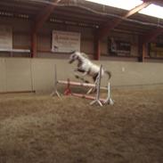 Knabstrupper Solhøjs Charleston