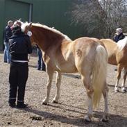 Haflinger Cucci Bell