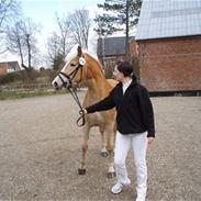 Haflinger Cucci Bell