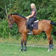 Ungarnsk Varmblod  Justi RIP