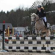 Arabisk fuldblod (OX) Cloé