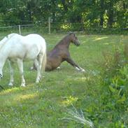 Anden særlig race Lille Hvid