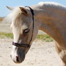 Dansk Miniature Legatgårdens Double Dare