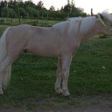 Dansk Miniature Legatgårdens Double Dare