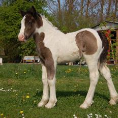 Irish Cob Bundolo's Indira