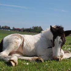 Irish Cob Bundolo's Indira
