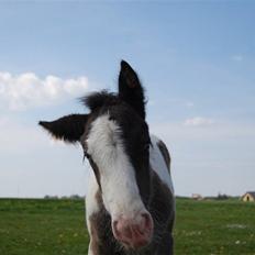 Irish Cob Bundolo's Indira
