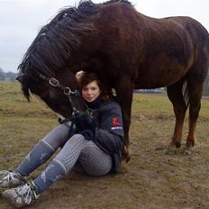 Welsh Cob (sec D) Liberty