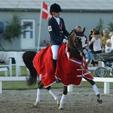 DSP Bonansa [ELITEHINGST]