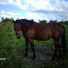 Traver chitara  (solgt )   