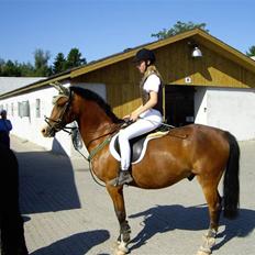 Anden særlig race Kimber