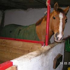 Dansk Varmblod Der Tangent Attrup. R.I.P