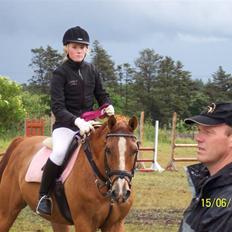 Dansk Varmblod Der Tangent Attrup. R.I.P