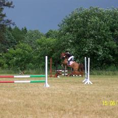 Dansk Varmblod Der Tangent Attrup. R.I.P