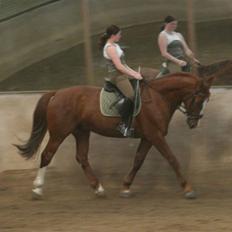 Hollandsk Varmblod Merisco *Solgt*