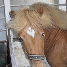 Islænder klarlar fra lipo