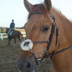 Anden særlig race Olander The Greatest (R.I.P)