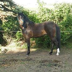 Welsh Pony (sec B) Bjerregård´s Felix B-pony