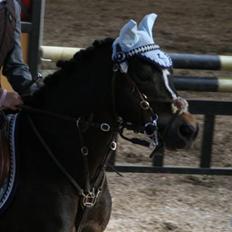 Welsh Pony (sec B) Bjerregård´s Felix B-pony