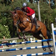 Dansk Varmblod Amanda