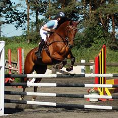 Dansk Varmblod Amanda