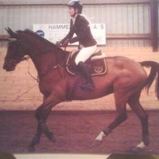 Dansk Varmblod Amanda