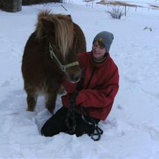 Shetlænder seven eleven *Solgt*