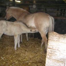 Fjordhest skovfryds My <33 Halsnæs