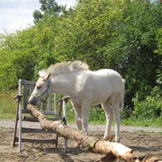 Fjordhest skovfryds My <33 Halsnæs